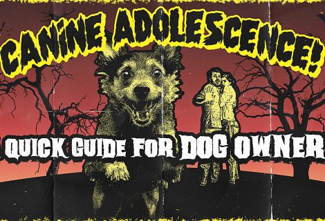 Canine Adolescence: A Quick Guide for Dog Owners