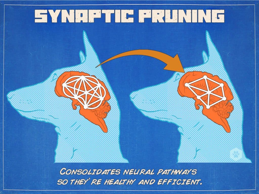 diagram of synaptic pruning